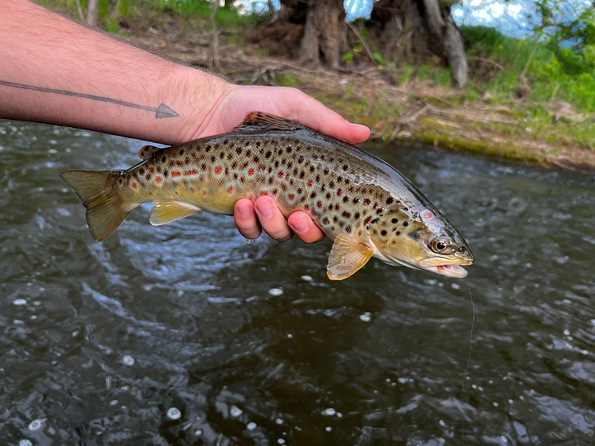 3 Flies for the Week: May 20 — Golden Fly Shop