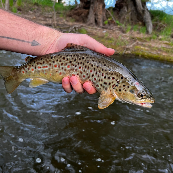 3 Flies for the Week: May 20