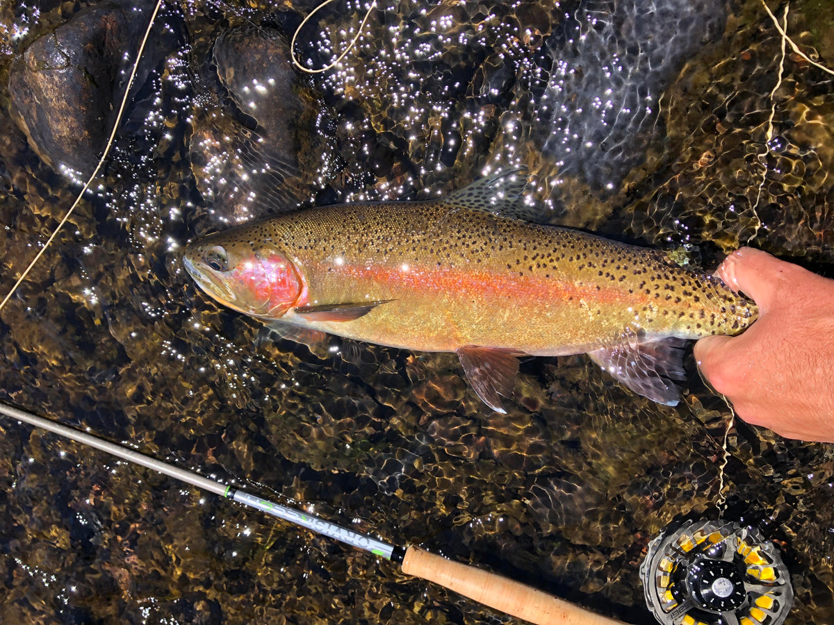 3 Flies for the Week: February 12 — Golden Fly Shop