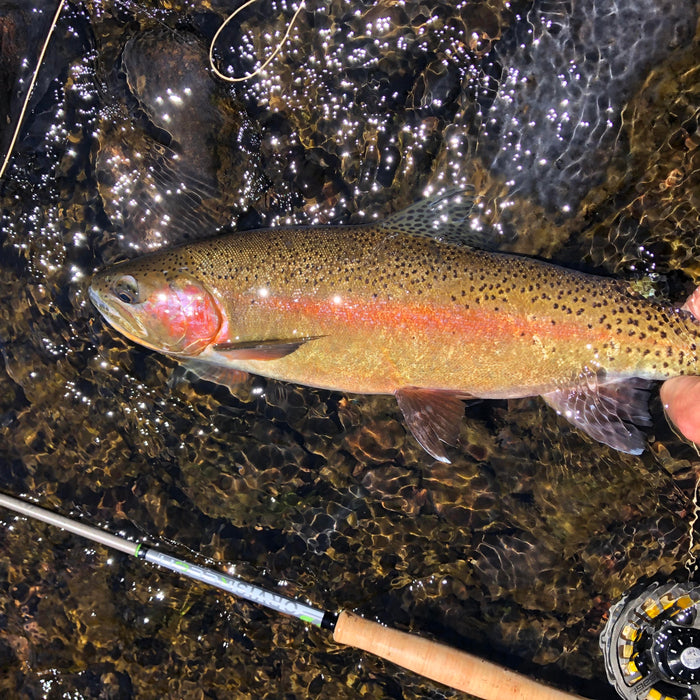 3 Flies for the Week: February 12