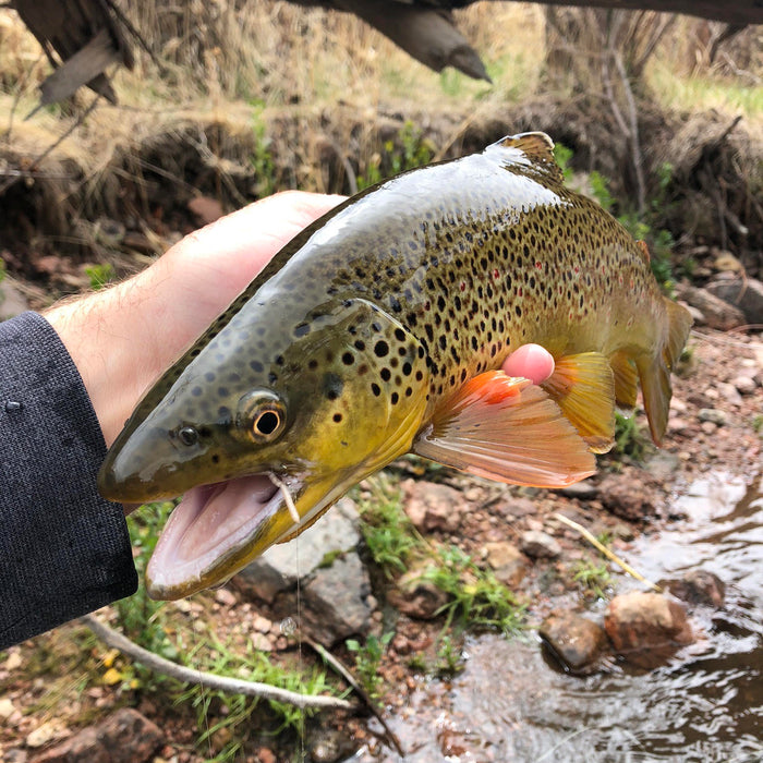 3 Flies for the Week: April 22