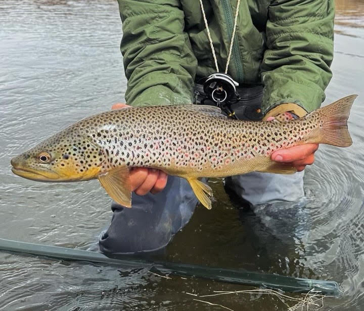 6 Flies for Springtime Fishing to maximize success — Golden Fly Shop