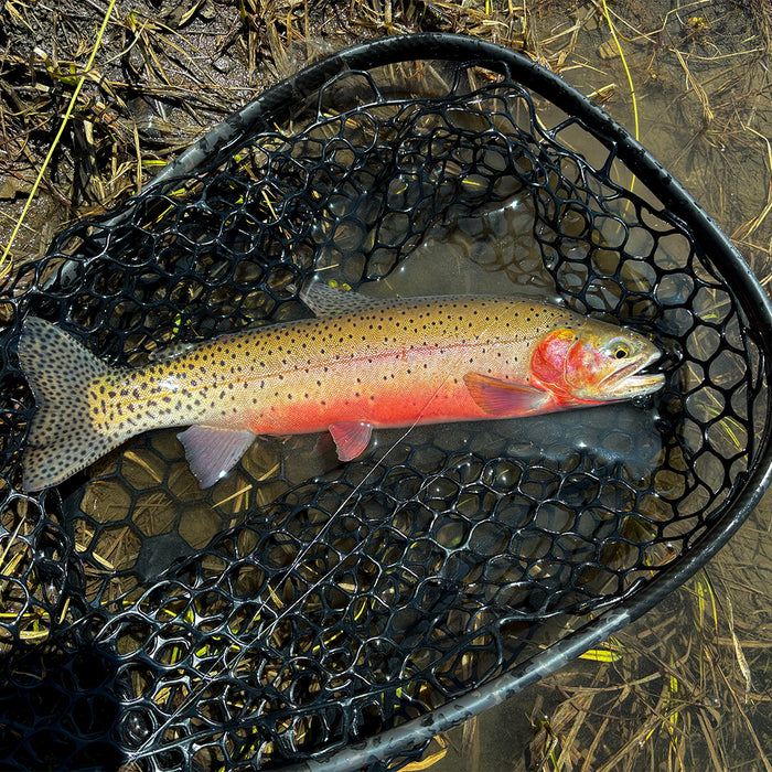 3 Flies for the Week: June 4