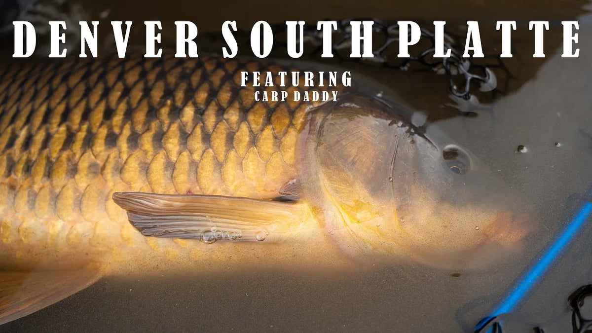 MEET THE STAFF Ep.1 - Fly Fishing the Denver South Platte w/Tryston (aka Carp Daddy)
