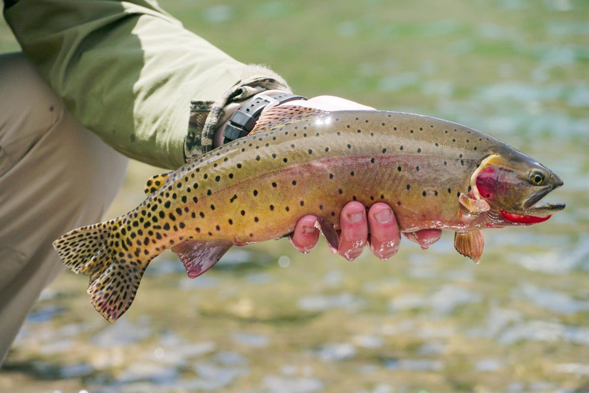 5 Ways to Pack Efficiently for Alpine Fishing This Summer — Golden Fly Shop