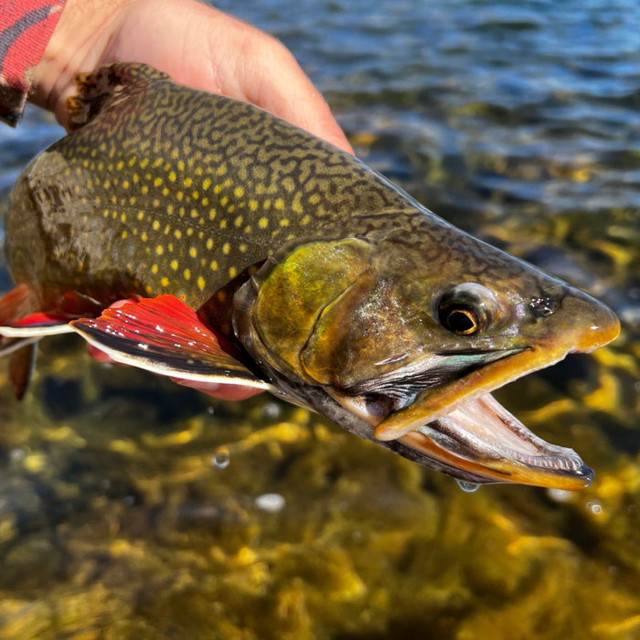 FALL: The Best Season To Be On The Water - Golden Fly Shop