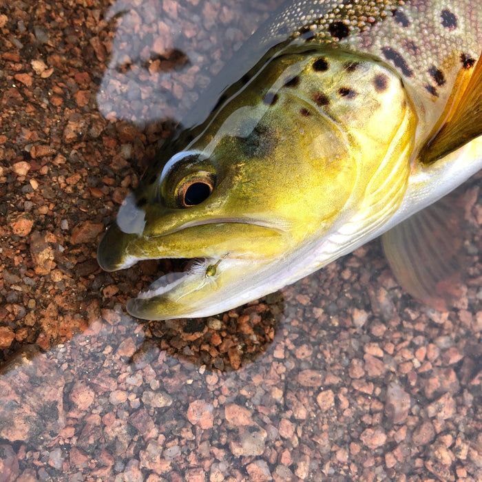 3 Flies for the Week: April 1