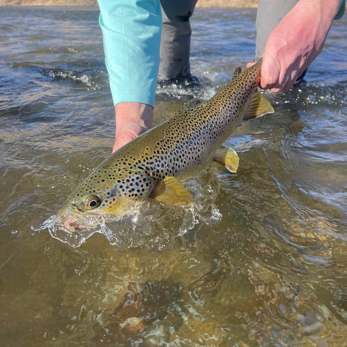 3 Flies for the Week: April 15