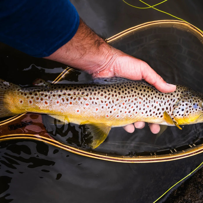 Golden Guide Report & The Shark Art Party with Drew Wilson aka @drewlr - Golden Fly Shop