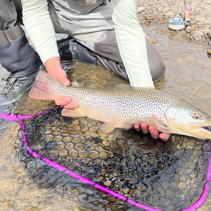 3 Flies for the Week: December 18