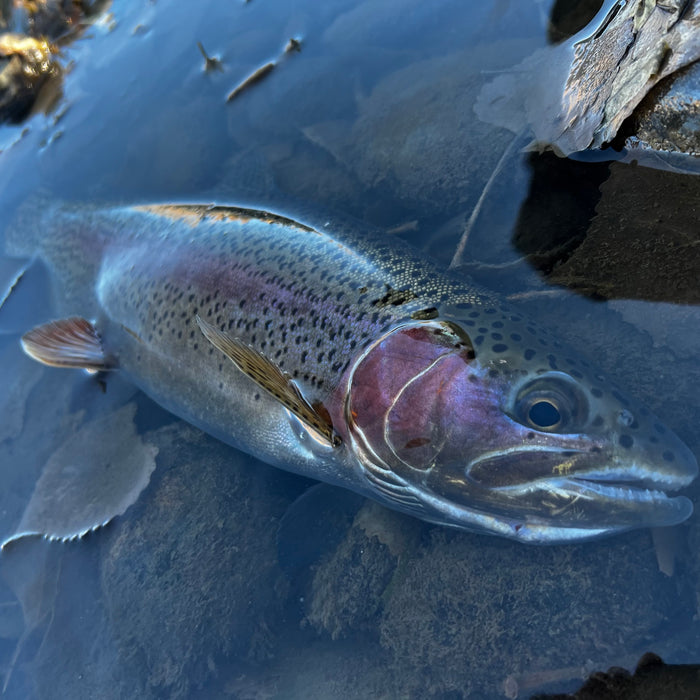 3 Flies for the Week: December 11