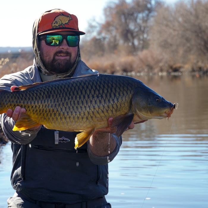 3 Flies for the week: February 5