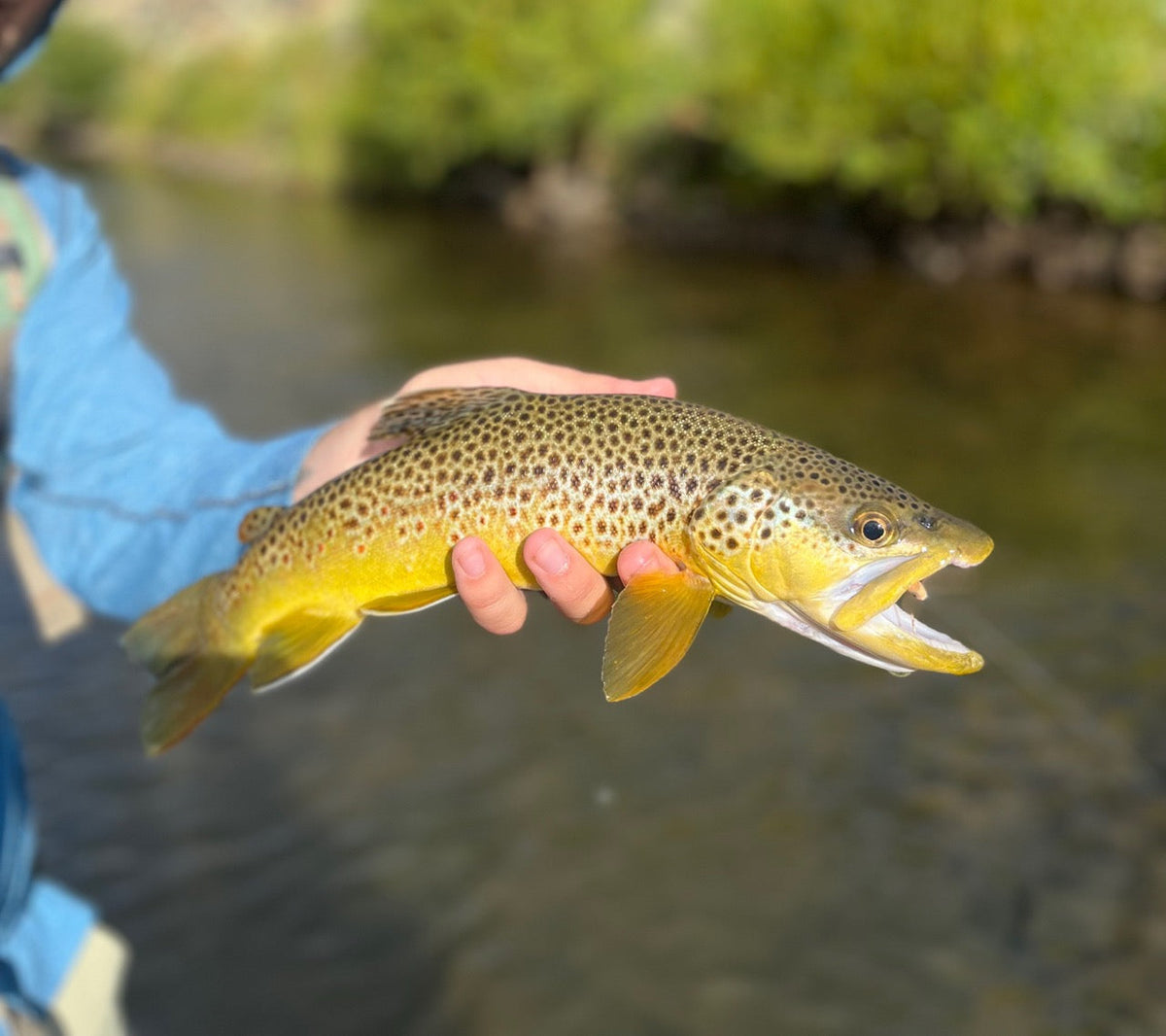 Brown trout undisclosed location