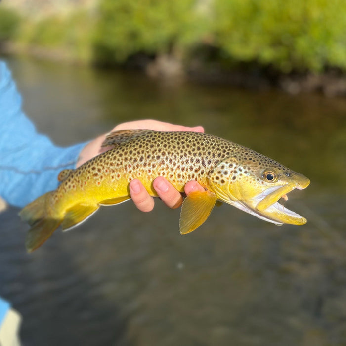 Brown trout undisclosed location