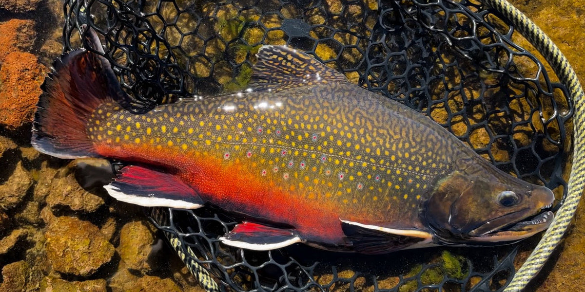 Tackling Alpine Lake Fishing in the Colorado High Country — Golden Fly Shop