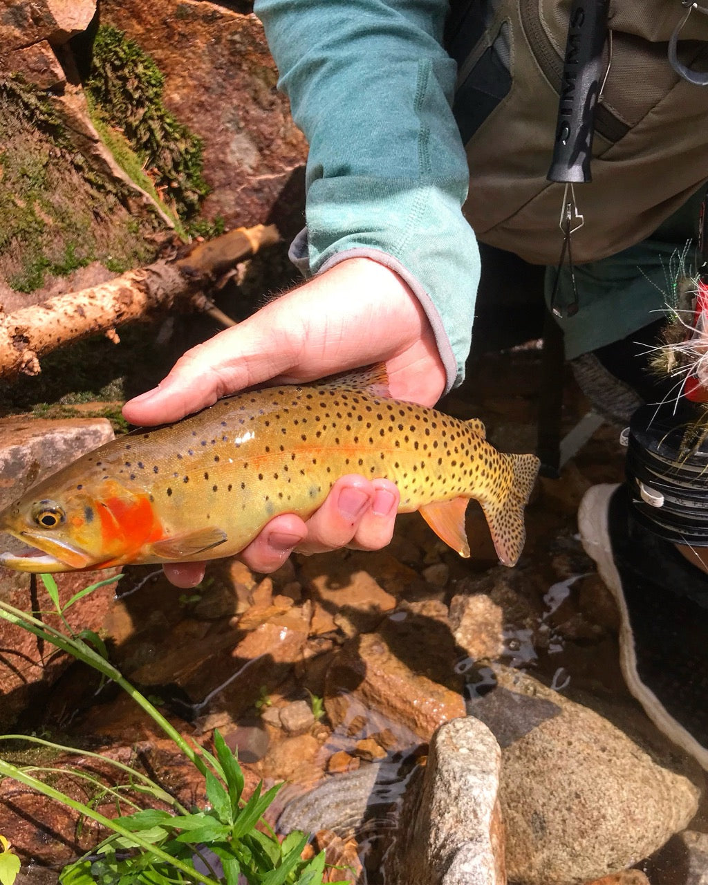 trout
