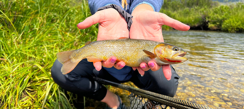 3 Reasons Why You Need a 3wt - Add this rod to your quiver Golden Fly Shop 3 Reasons Why You Need a 3wt - Add this rod to your quiver Golden Fly Shop