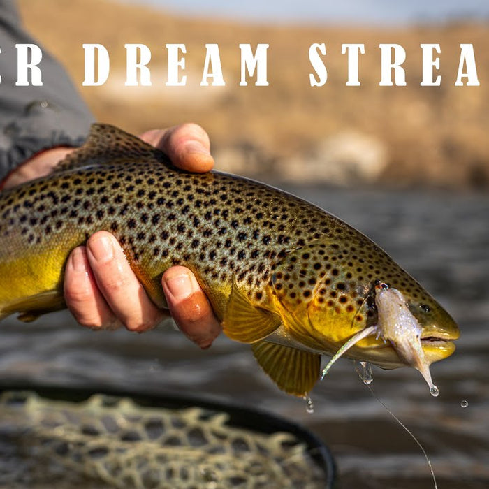 Nice Brown on the Dream Stream