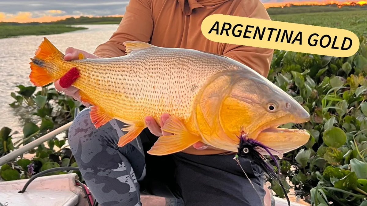 Fly Fishing for Golden Dorado in Argentina - Chasing the Ultimate Predator of South America