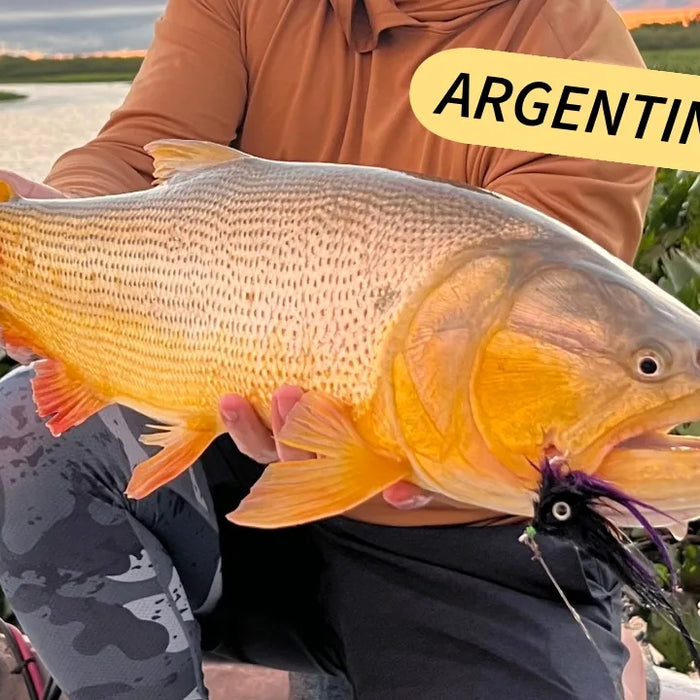 Fly Fishing for Golden Dorado in Argentina - Chasing the Ultimate Predator of South America
