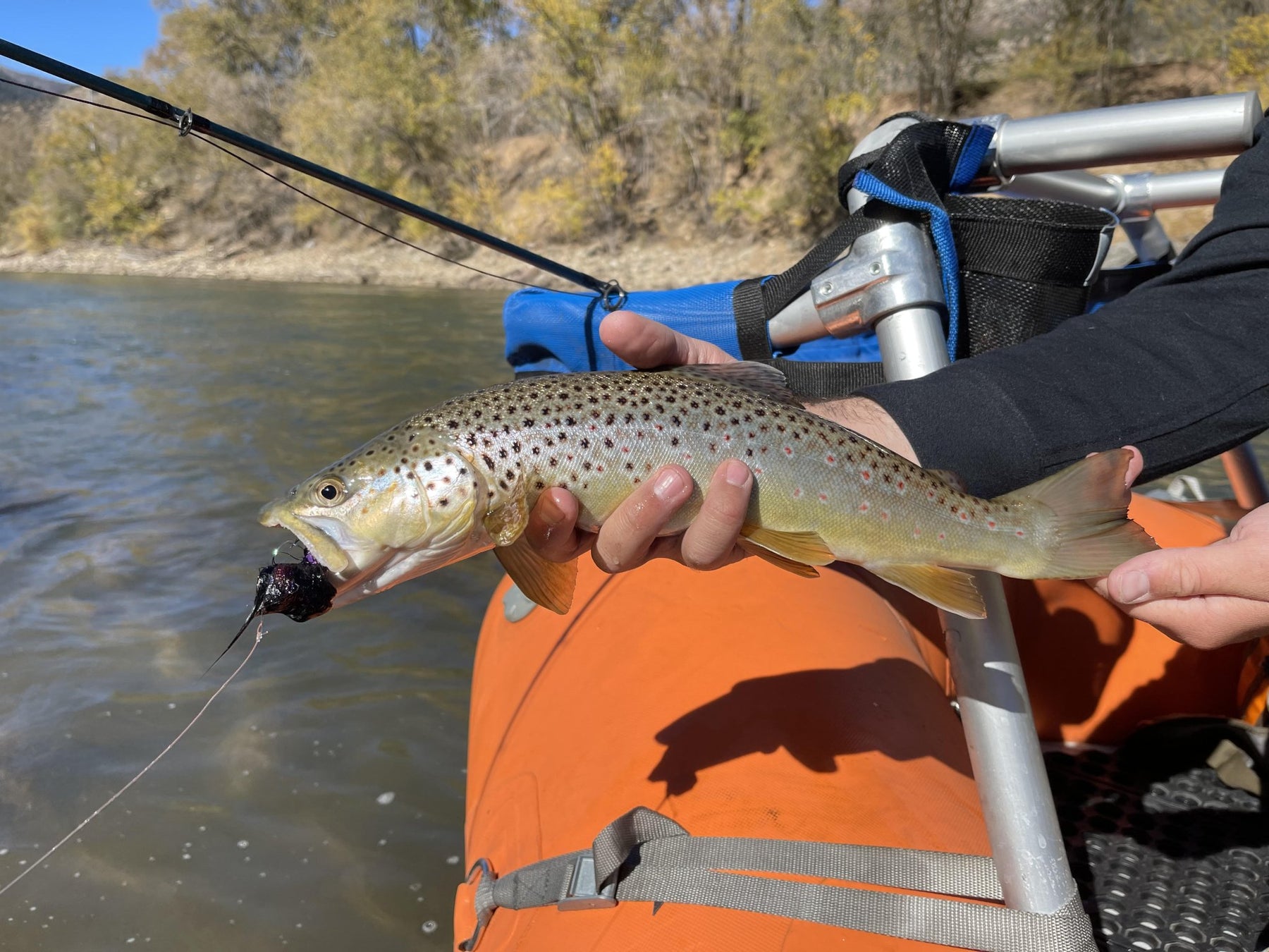 Streamer Fishing 101: 4 Tips To Get Started - Golden Fly Shop
