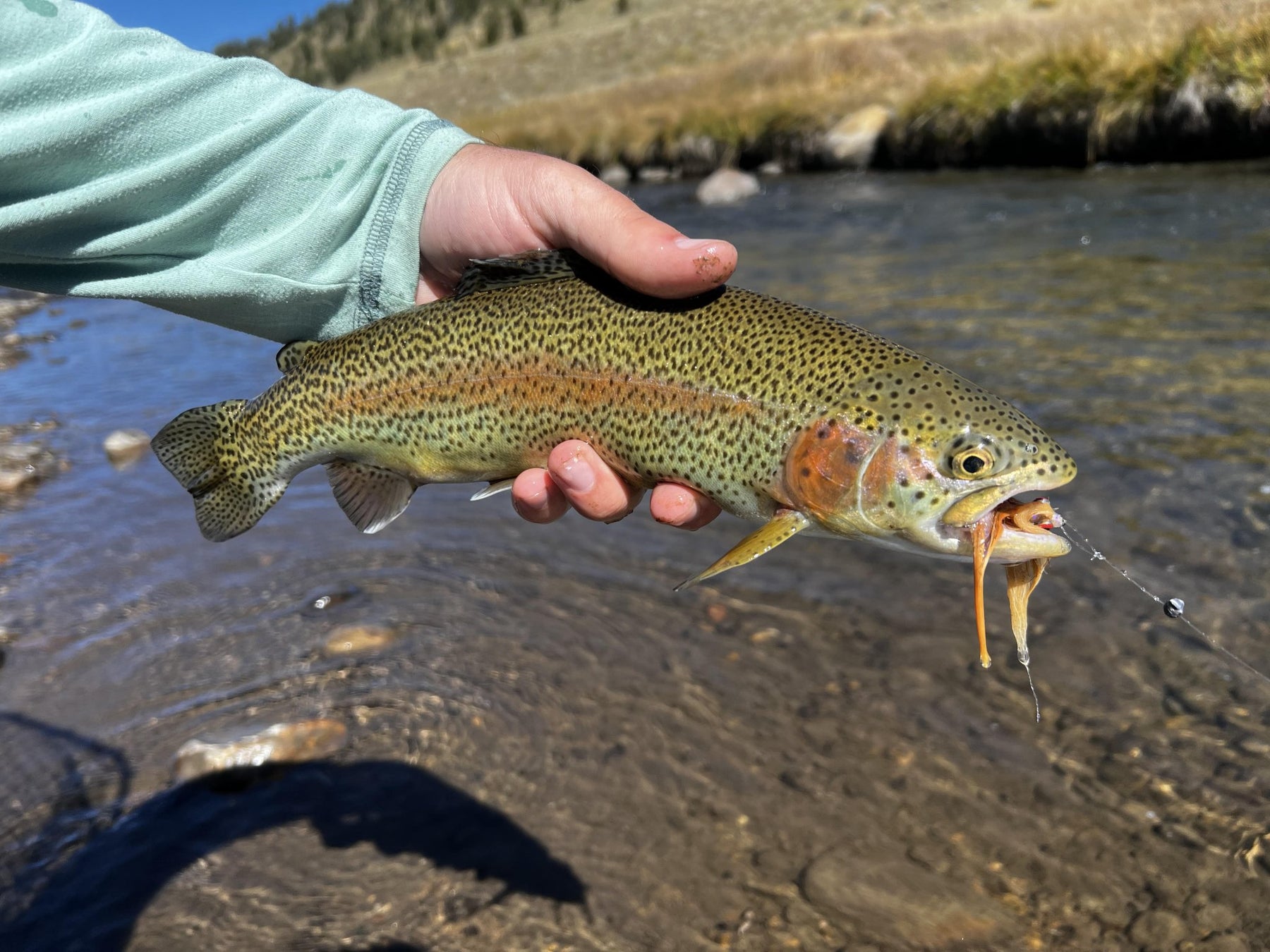 Streamer Fishing 201: It's All In The Presentation