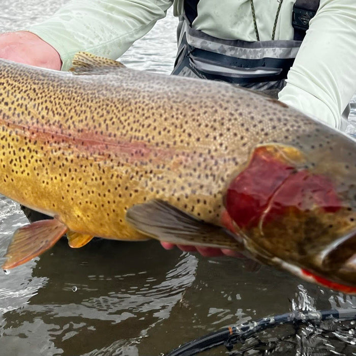 3 Flies for the Week: May 6