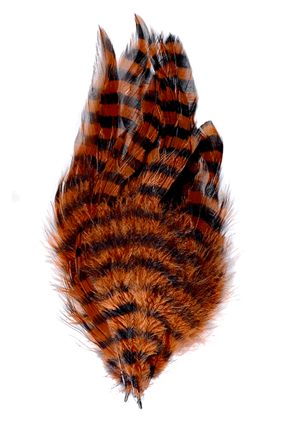 Barred Schlappen