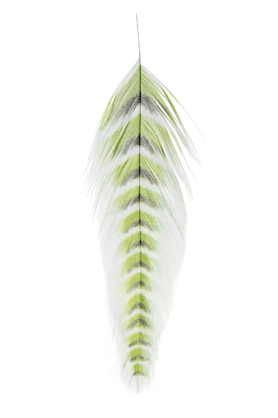 MFC Galloup's Fish Feathers Grizzled