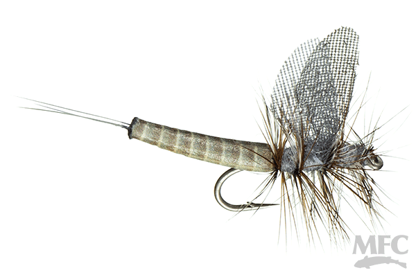 Lucent Wing True Drake