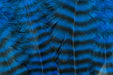 Metz Graded Hackle Predator Pack in Grizzly Blue large stature hackle feathers for saltwater flies