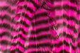 Metz Graded Hackle Predator Pack in Grizzly Pink dyed over natural barring for streamer collars