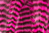 Metz Graded Hackle Predator Pack in Grizzly Pink dyed over natural barring for streamer collars