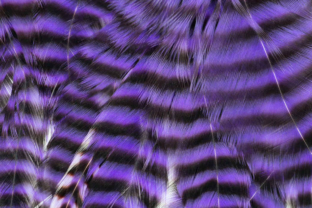 Metz Graded Hackle Predator Pack in Grizzly Purple premium webby cape hackle for musky patterns