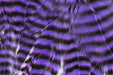 Metz Graded Hackle Predator Pack in Grizzly Purple premium webby cape hackle for musky patterns
