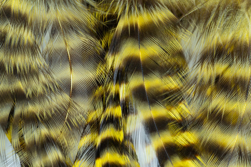 Metz Graded Hackle Predator Pack in Grizzly Yellow bright predator streamer tying feathers