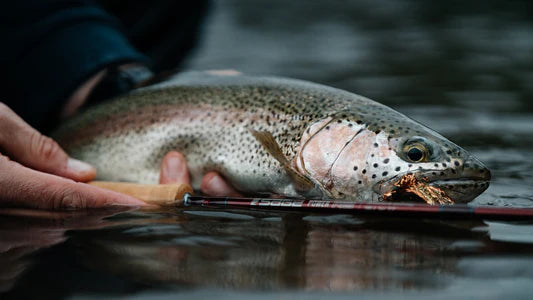 Gear for Patagonian Trout