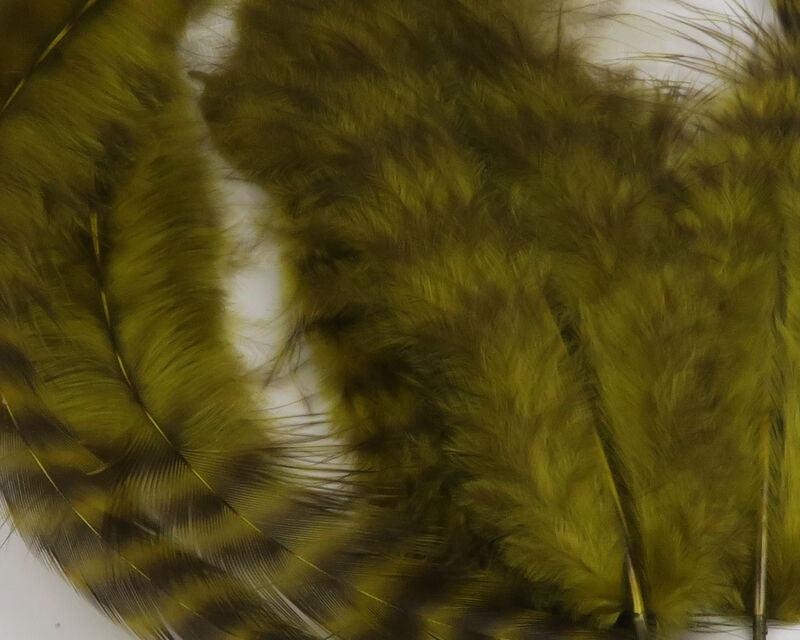 A close-up view of Hareline Grizzly Soft Hackle feathers in Olive #263, displaying soft, webby olive-green fibers detailed with sharp, dark barred grizzly markings.
