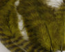 A close-up view of Hareline Grizzly Soft Hackle feathers in Olive #263, displaying soft, webby olive-green fibers detailed with sharp, dark barred grizzly markings.