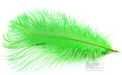 A full Montana Fly Company Ostrich Plume in a vibrant, high-visibility Chartreuse green colorway, displaying the fine, long barbs tapering from the central quill.