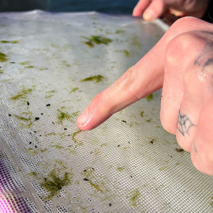 Rising Bug Collection