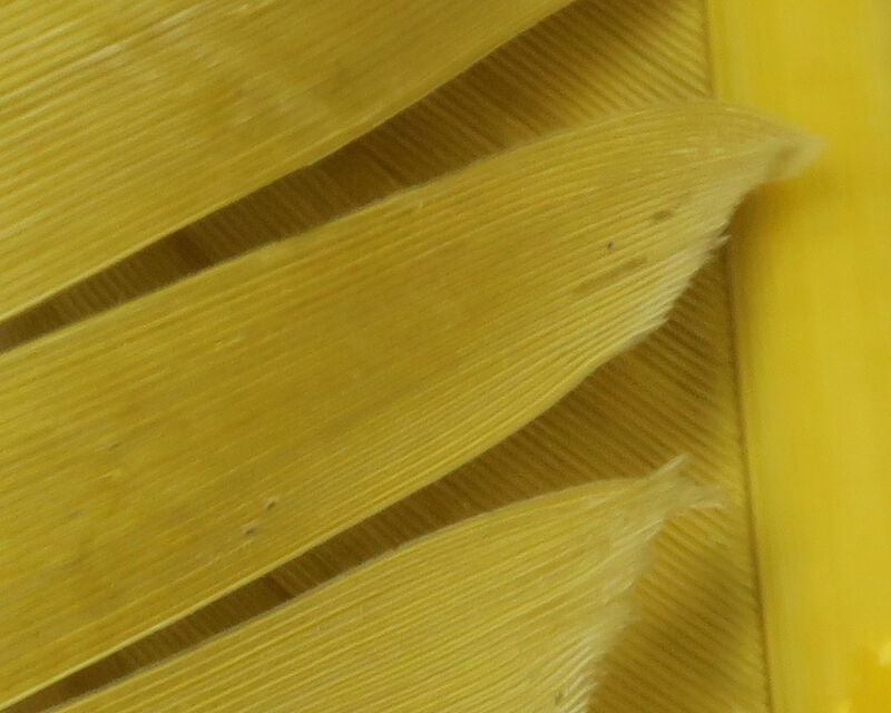 Hareline Turkey Biots Quills