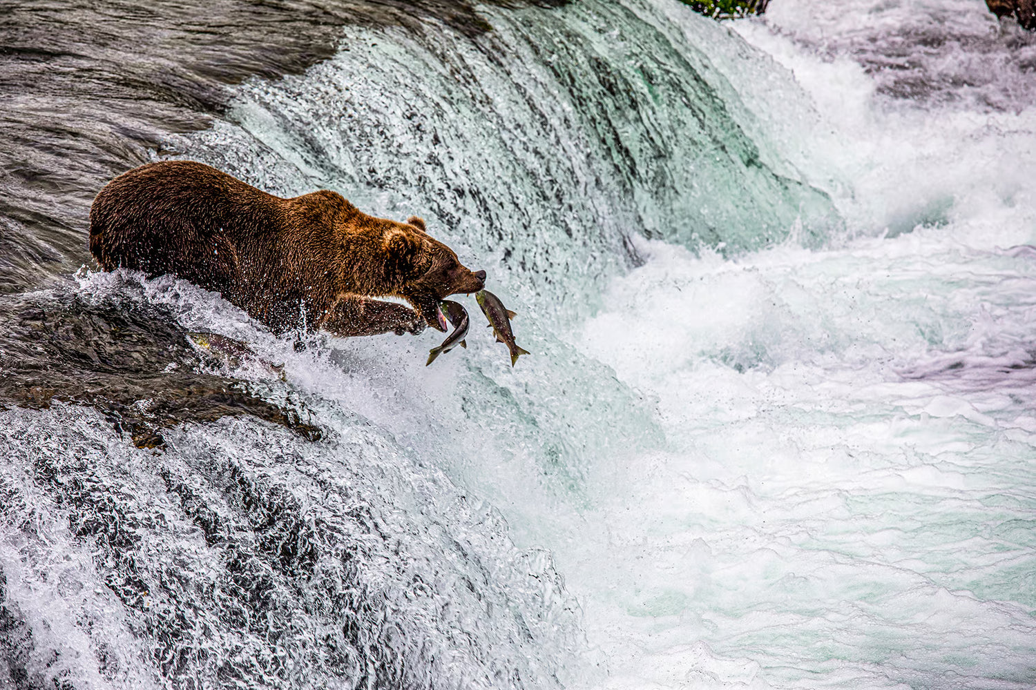 Brooks River and Falls