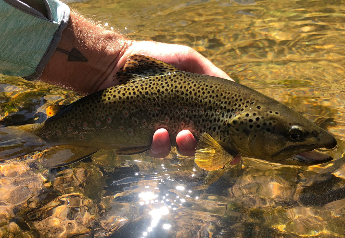 Colorado Fishing Reports for Rivers and Lakes | Golden Fly Shop