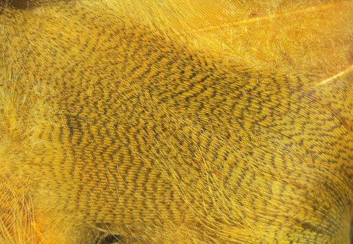 Hareline mallard flank feathers in dyed wood duck gold color for fly tying