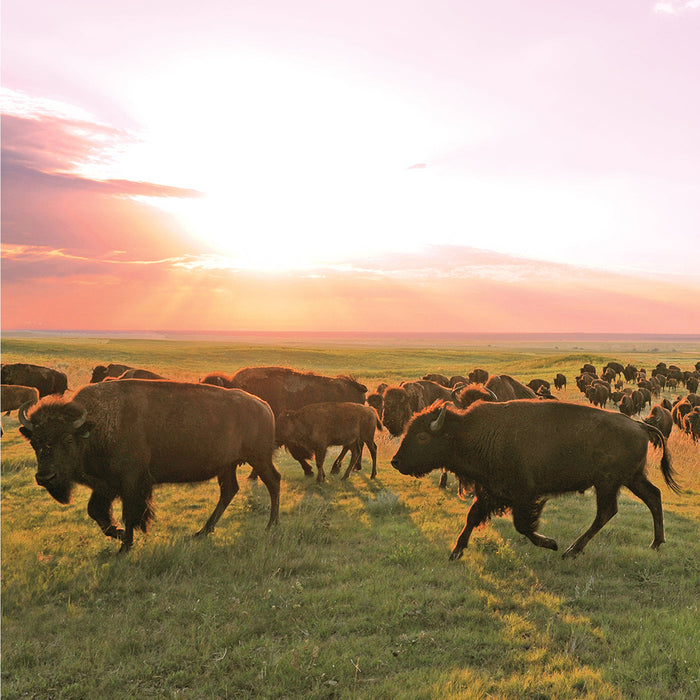 Patagonia Provisions Bison Stick