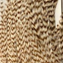 Bleached grizzly barred pattern Hareline Half Cape rooster hackle feathers for dry fly tying.