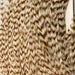 Bleached grizzly barred pattern Hareline Half Cape rooster hackle feathers for dry fly tying.
