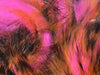 Hot Orange Tipped Fluorescent Hot Pink Hareline Magnum Tiger Barred Strip showcasing vibrant neon tones and precision cut leather hide backing