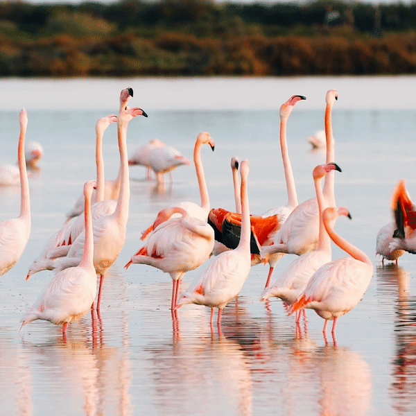 4Ocean Beaded Bracelet - Flamingo